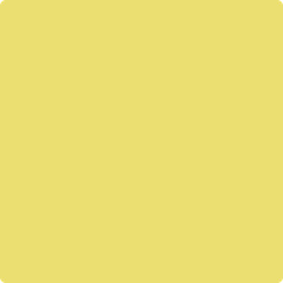 2024-40 Yellow Finch